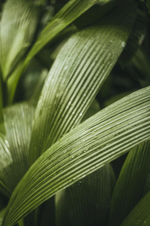 a close up of the leaves of a plant, coated pleats, biophilia mood, wet lush jungle landscape, curved