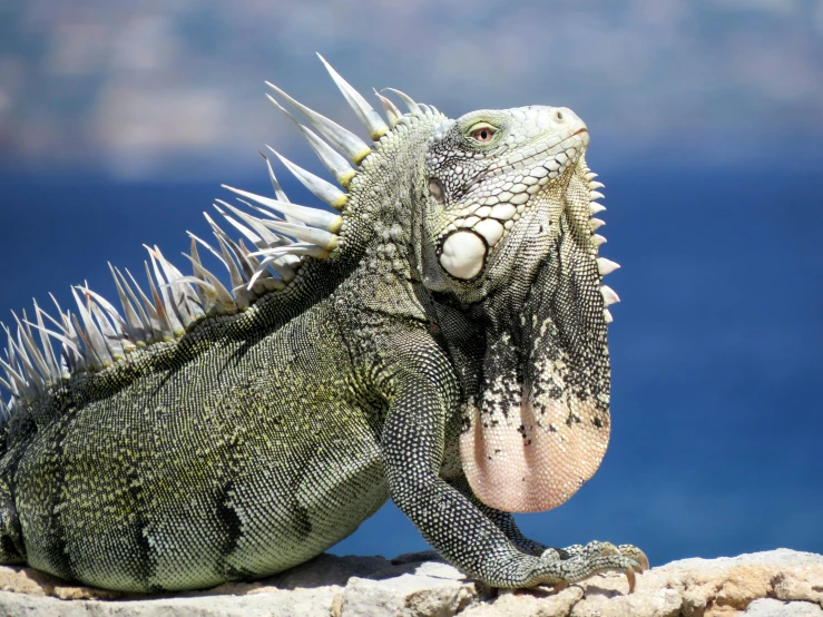 a large lizard sitting on top of a rock, sea creature, wearing spiky, national geographic quality, reggae