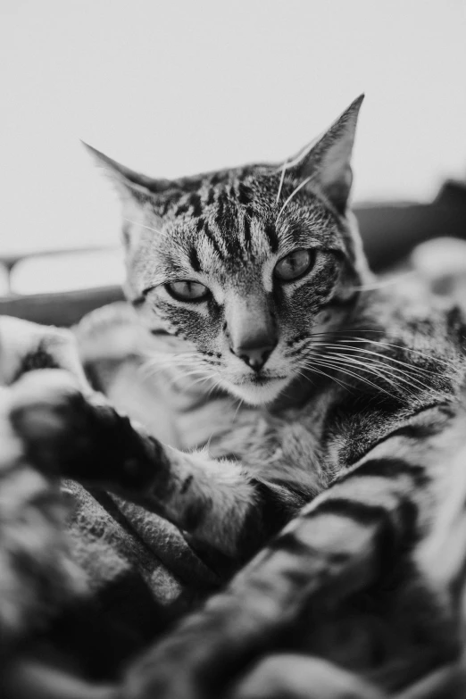 a black and white photo of a cat laying on a blanket, by Felix-Kelly