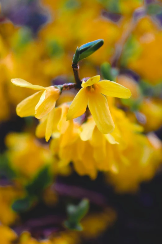 a close up of a bunch of yellow flowers, inspired by Edwin Dickinson, unsplash, hanging, early spring, flame shrubs, paul barson