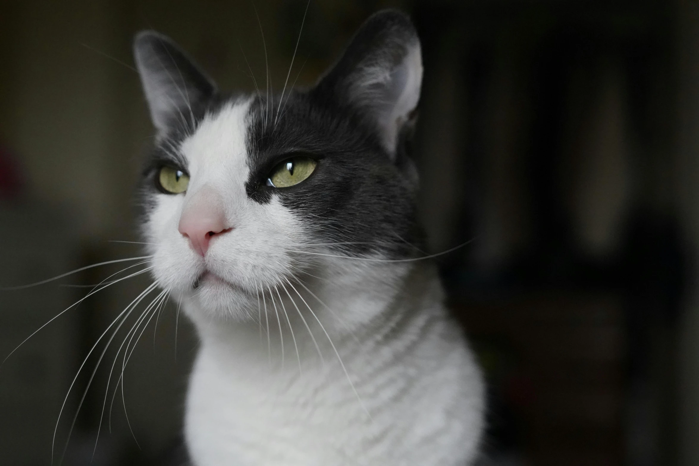 a black and white cat sitting on top of a table, up-close, with a white nose, photograph taken in 2 0 2 0, square nose