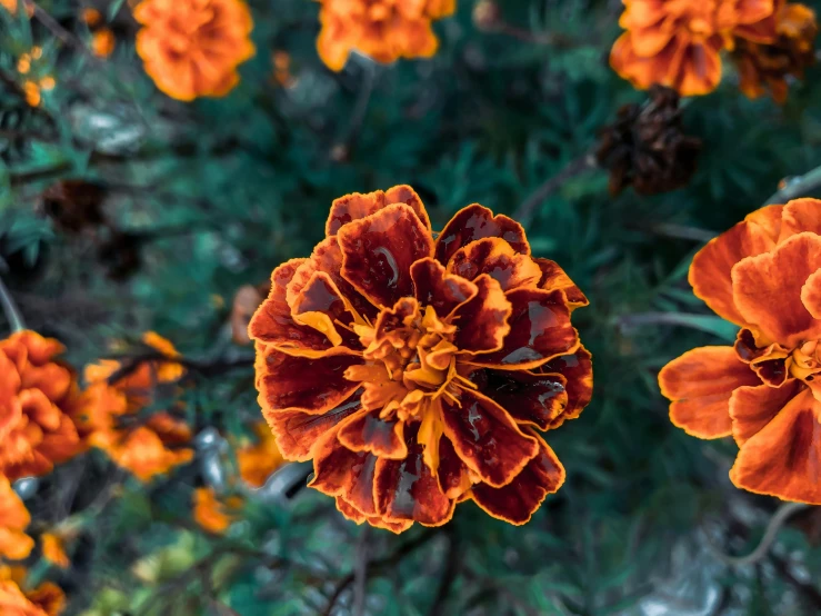 a group of orange flowers sitting on top of a lush green field, a macro photograph, pexels contest winner, baroque, marigold, black and terracotta, reddish lava highlights, tie-dye