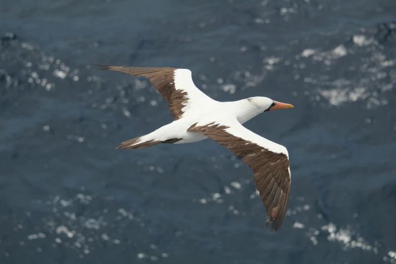 a white and brown bird flying over a body of water, hurufiyya, over the ocean, victoria siemer, explorer, courtesy mbari