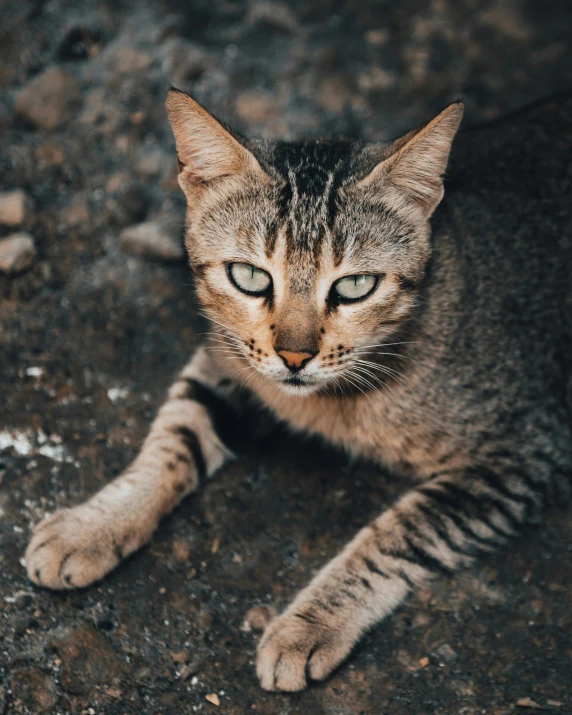 a cat that is laying down on the ground, by Julia Pishtar, trending on unsplash, rugged face, non-binary, high quality photo, high angle close up shot