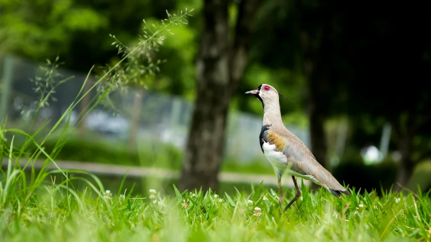 a bird that is standing in the grass, by Basuki Abdullah, unsplash, in a city park, pidgey, screensaver, walking