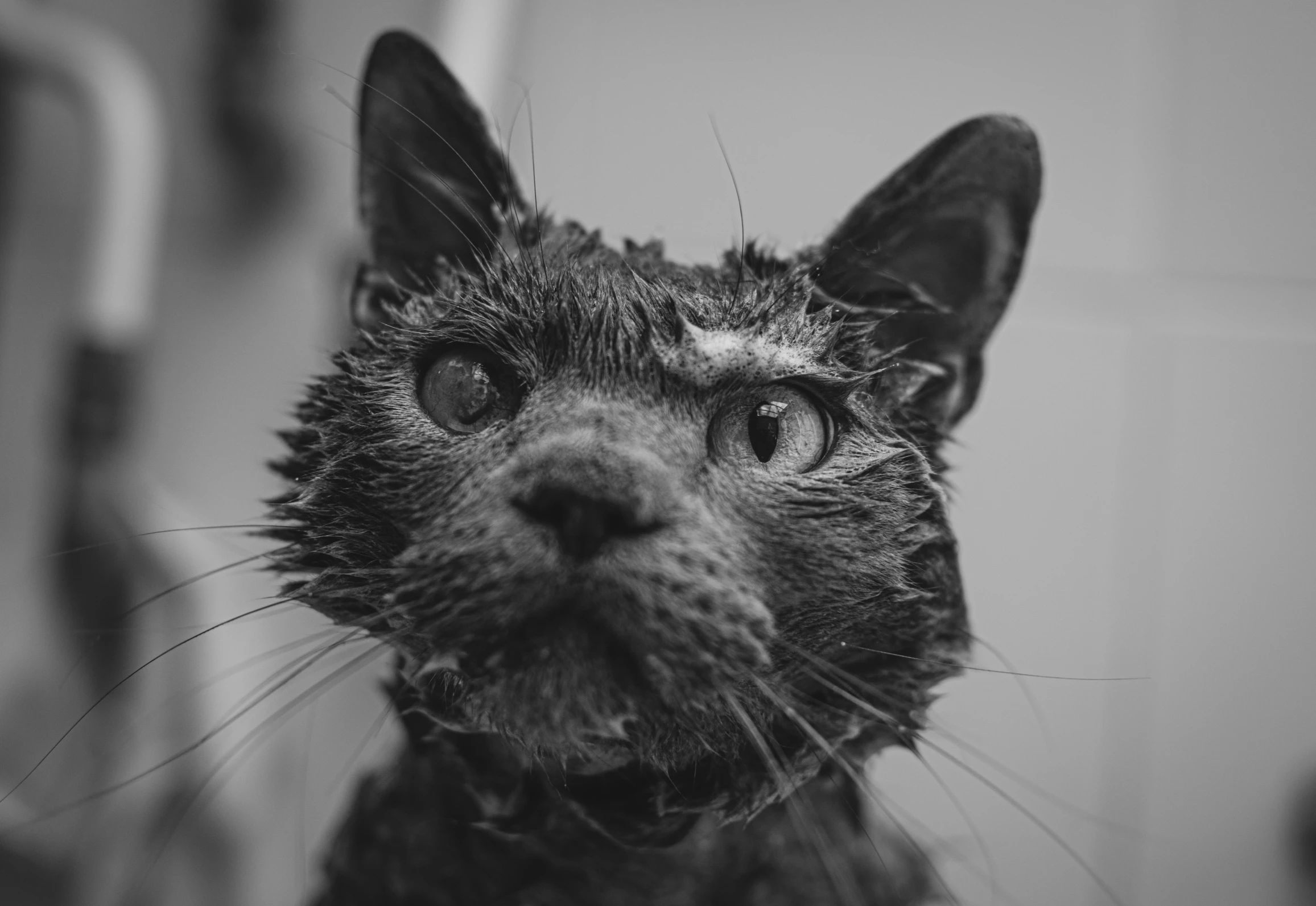 a black and white photo of a wet cat, wet and slimy, severe - looking, uploaded, no words 4 k