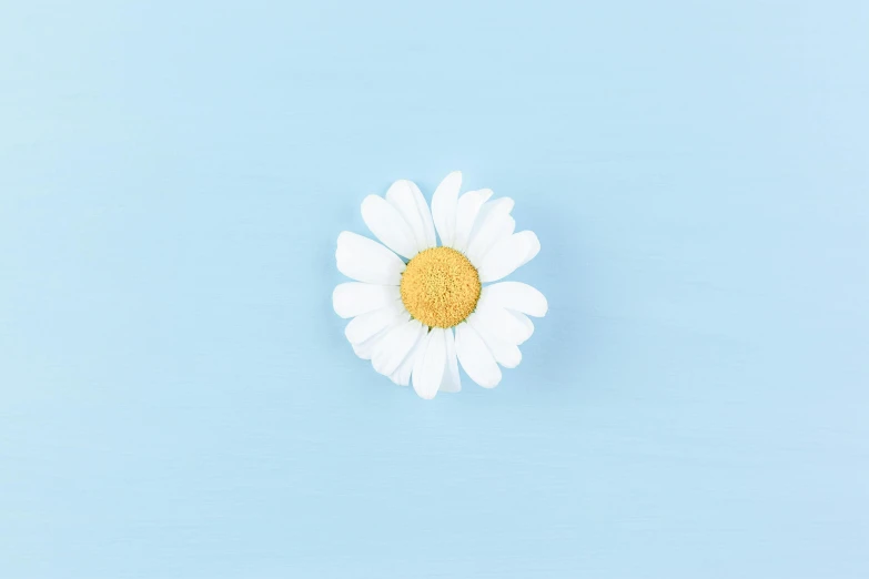 a single white flower on a blue background, flatlay, daisy dukes, 15081959 21121991 01012000 4k, light blue pastel background