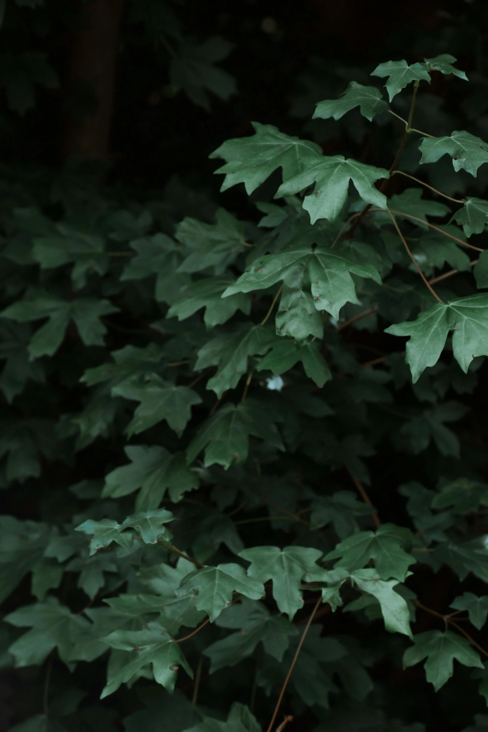 a fire hydrant sitting in the middle of a forest, an album cover, inspired by Elsa Bleda, hurufiyya, large leaves, ( ( dark green, zoomed in, canadian maple leaves