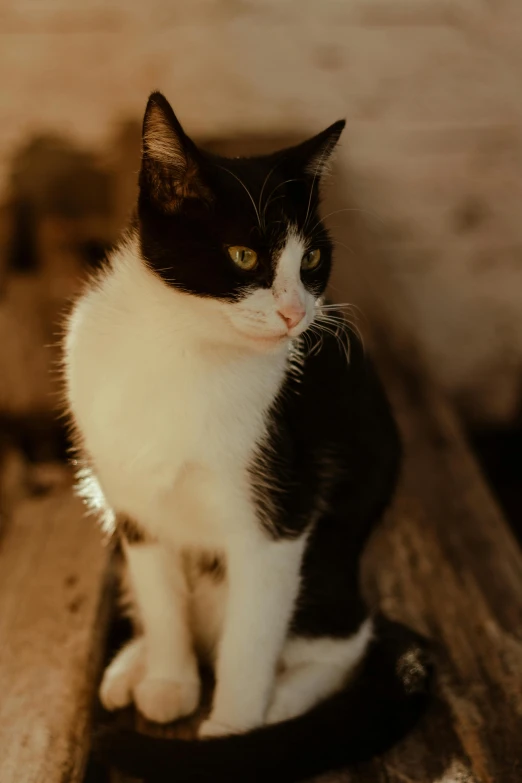 a black and white cat sitting on a wooden bench, at the golden hour, looking up at the camera