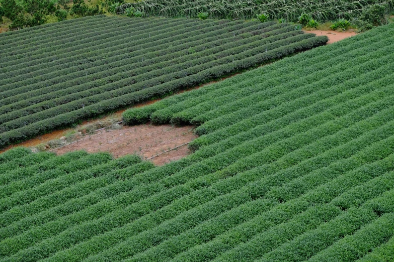 a large field filled with lots of green plants, by Yasushi Sugiyama, tea, looking down on the camera, square, bushes of blueberry