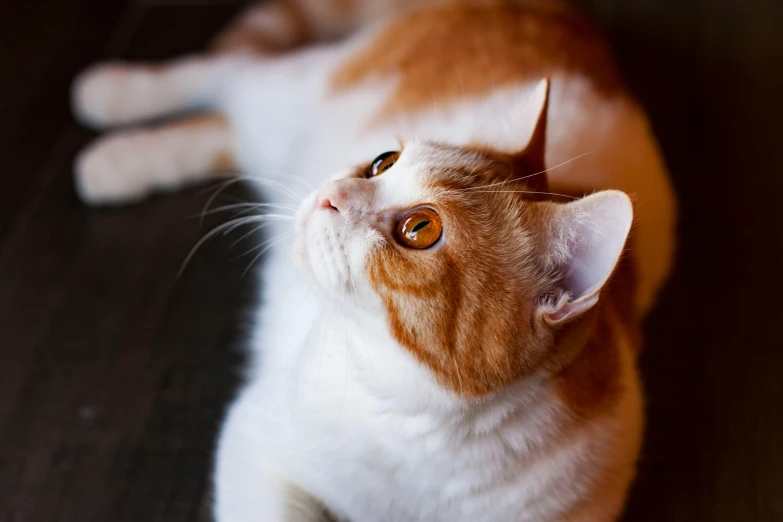 a close up of a cat laying on a floor, by Julia Pishtar, unsplash, orange and white, instagram post, looking regal and classic, dazzling lights