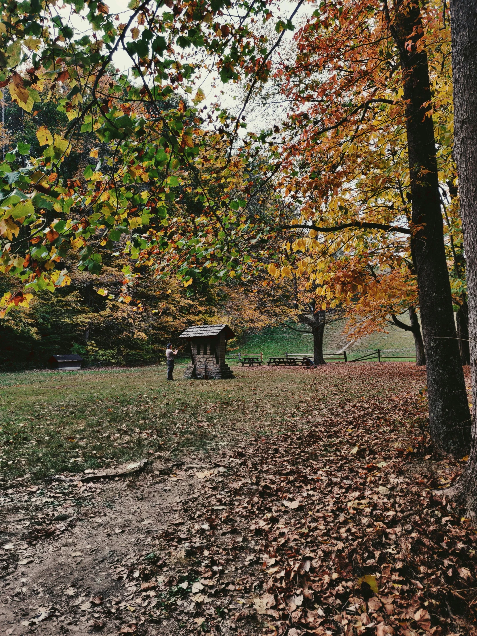 a park with lots of leaves on the ground, wood cabin in distance, instagram picture, 8 k -, slide show