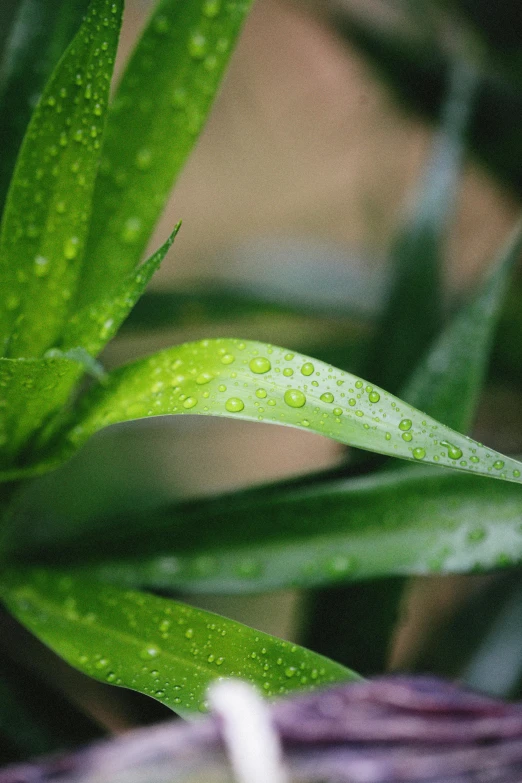 a close up of a plant with water droplets on it, made of bamboo, lush greens, sustainable materials, vanilla