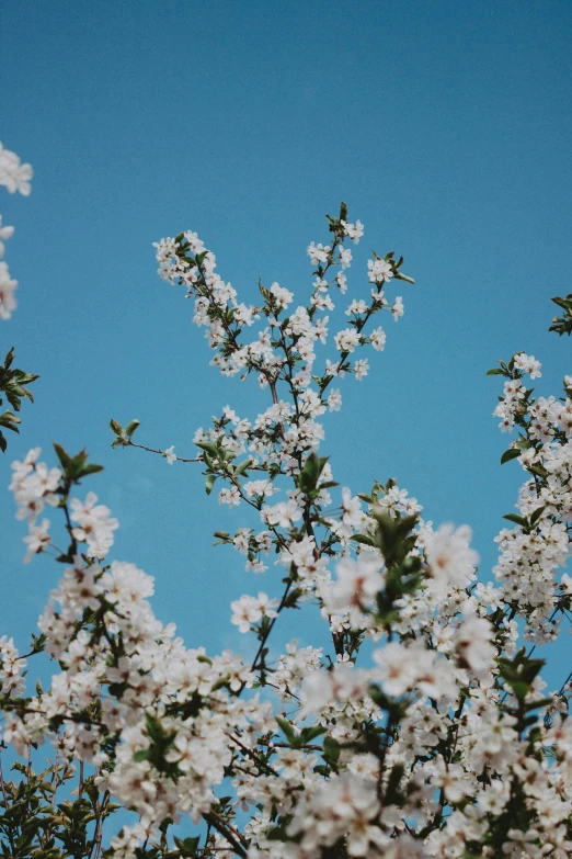 a tree with white flowers against a blue sky, an album cover, by Niko Henrichon, trending on unsplash, cherry, profile image, profile picture, chemistry