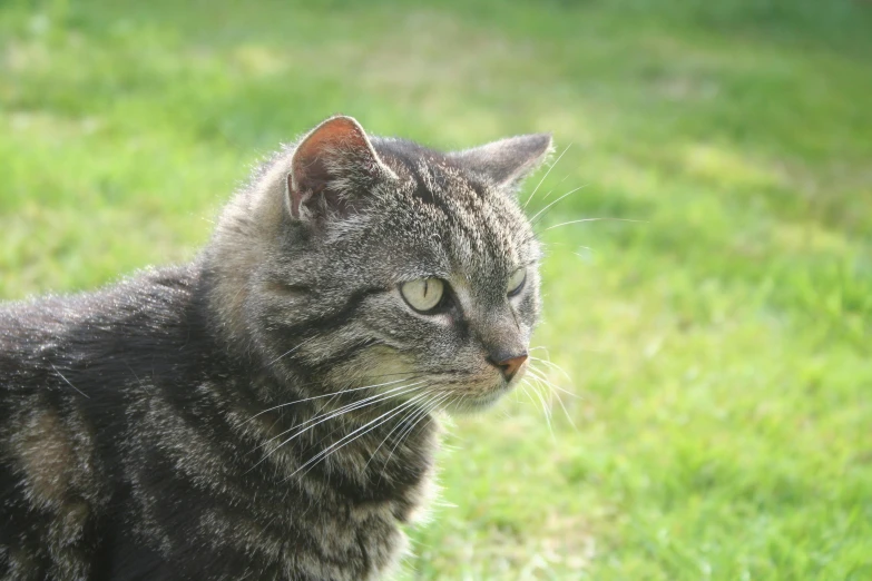 a cat sitting on top of a lush green field, short light grey whiskers, markings on his face, in the sun, moulting