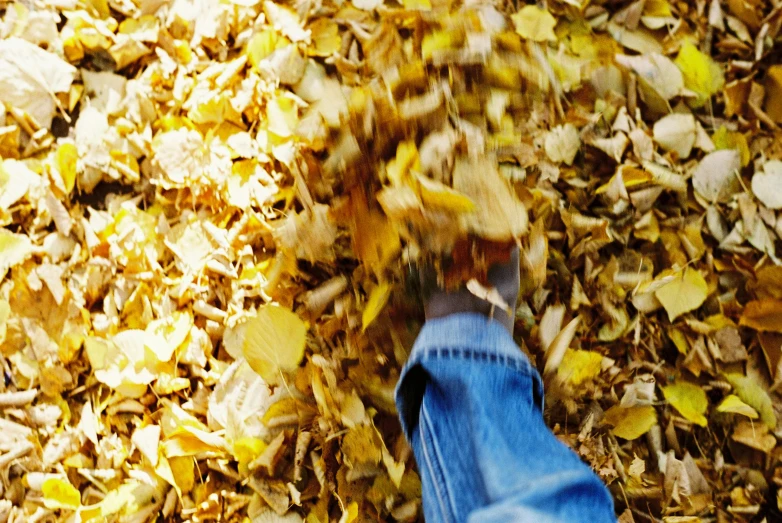 a person standing on top of a pile of leaves, opening shot, yellow, thumbnail, full frame image