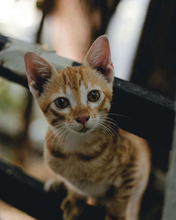 a cat sitting on top of a wooden bench, up close, cute ears, slight smirk, instagram post