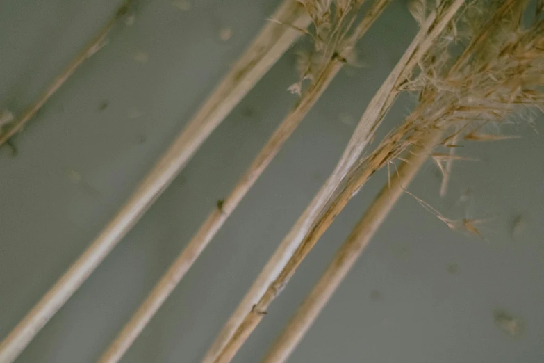 a bunch of dry grass sitting on top of a table, a macro photograph, by Attila Meszlenyi, unsplash, conceptual art, malt, grey, made of bamboo, high details photo