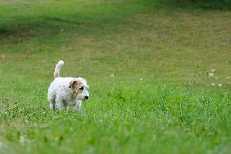 a small white dog walking across a lush green field, pixabay, happening, gaming, mid shot photo, fan favorite, realistic footage