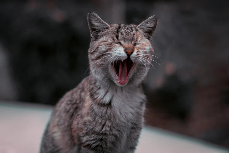 a close up of a cat with its mouth open, pexels contest winner, screaming and sad, instagram post, gray, singing