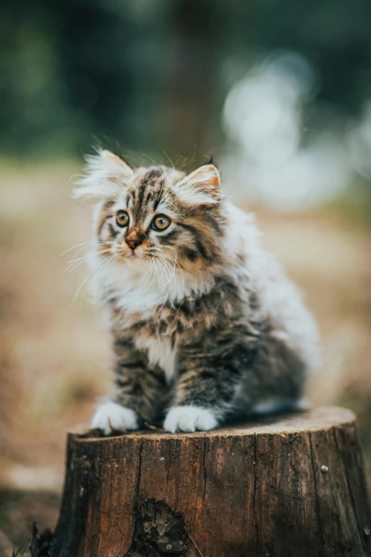 a cat sitting on top of a tree stump, by Julia Pishtar, trending on unsplash, renaissance, fluffy hair, high quality photo, good looking face, small in size