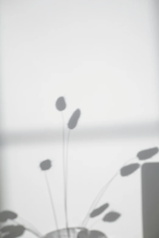 a vase sitting on top of a table next to a window, by Awataguchi Takamitsu, postminimalism, microphone silluette, seeds, stems, ((mist))