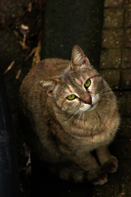 a cat that is sitting on the ground, paul barson, large green eyes, but a stern look about her, rusty