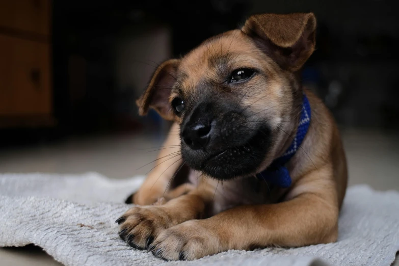 a brown dog laying on top of a white towel, pexels contest winner, photorealism, puppies, blue, avatar image, aggressive look