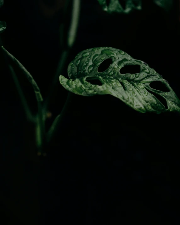 a close up of a plant with green leaves, an album cover, inspired by Elsa Bleda, unsplash, hurufiyya, dark and scary, dark face, spots, made of leaf skeleton