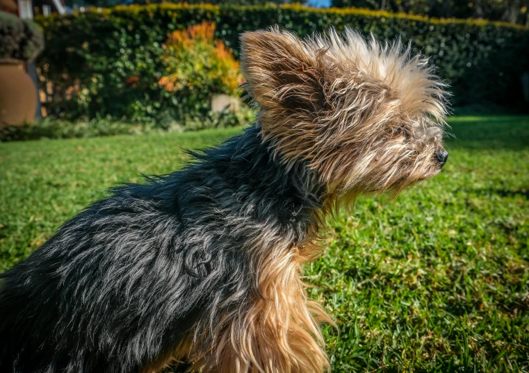a small dog sitting on top of a lush green field, in the sun, spiky, intricate wrinkles, shot with sony alpha 1 camera