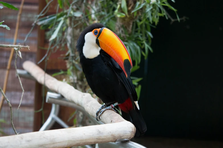 a colorful bird sitting on top of a tree branch, a portrait, inspired by Melchior d'Hondecoeter, trending on pexels, hurufiyya, 6 toucan beaks, black and orange, biodome, a wooden