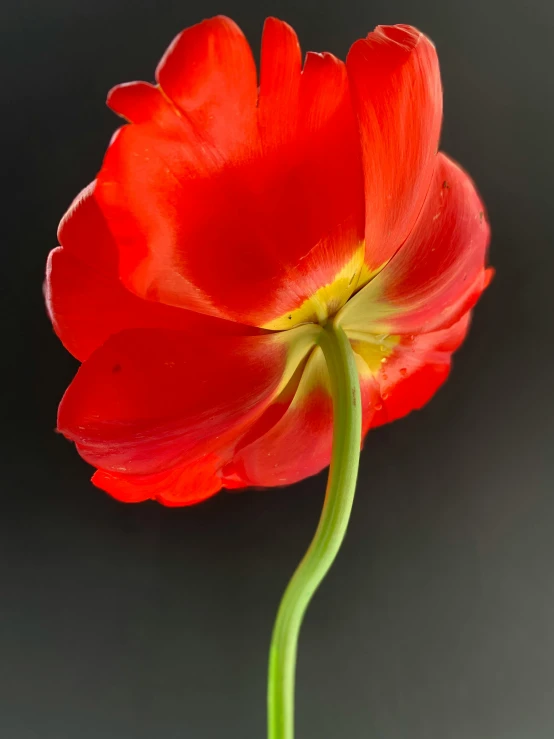 a red flower sitting on top of a green stem, by Jan Rustem, high resolution print :1 red, tulip, indoor picture, portrait of tall
