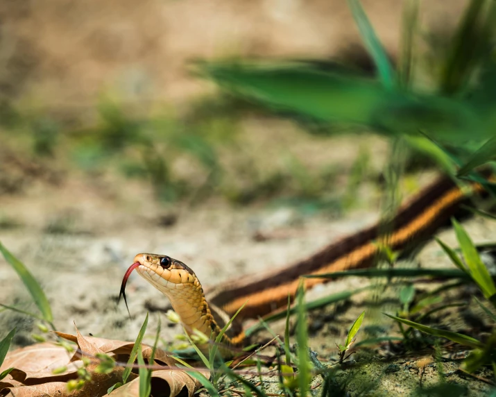 a close up of a snake in the grass, pexels contest winner, sri lanka, brown, including a long tail, australian