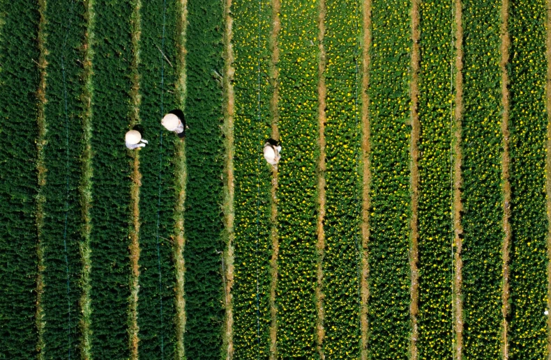 a couple of sheep standing on top of a lush green field, by Jan Tengnagel, unsplash contest winner, conceptual art, top down perspecrive, vietnam, corn, in a row