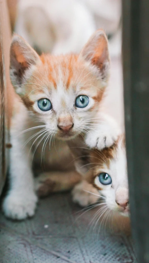 a couple of cats standing next to each other, a photo, by Drew Tucker, shutterstock, beautiful blueish eyes, instagram post, adoptables, journalism photo