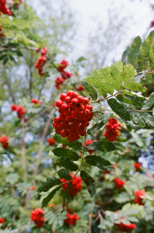 many red berries on the leaves of a tree