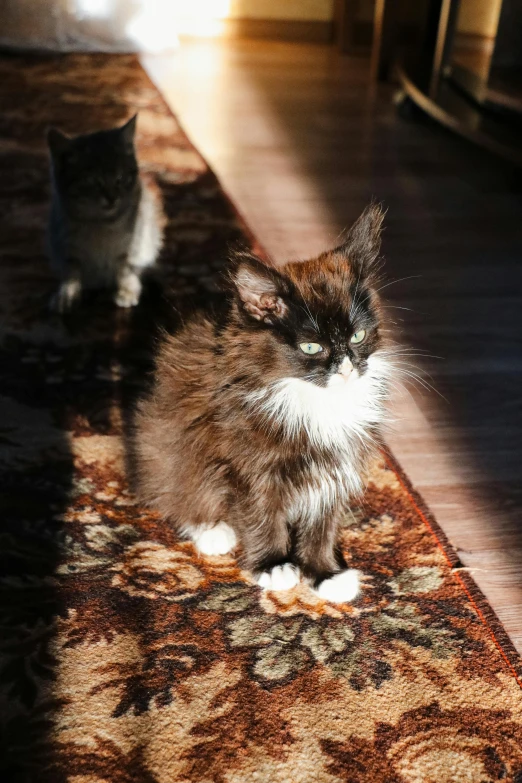 a couple of cats sitting on top of a rug, a portrait, unsplash, sun puddle, she has a distant expression, highly ornate, very fuzzy