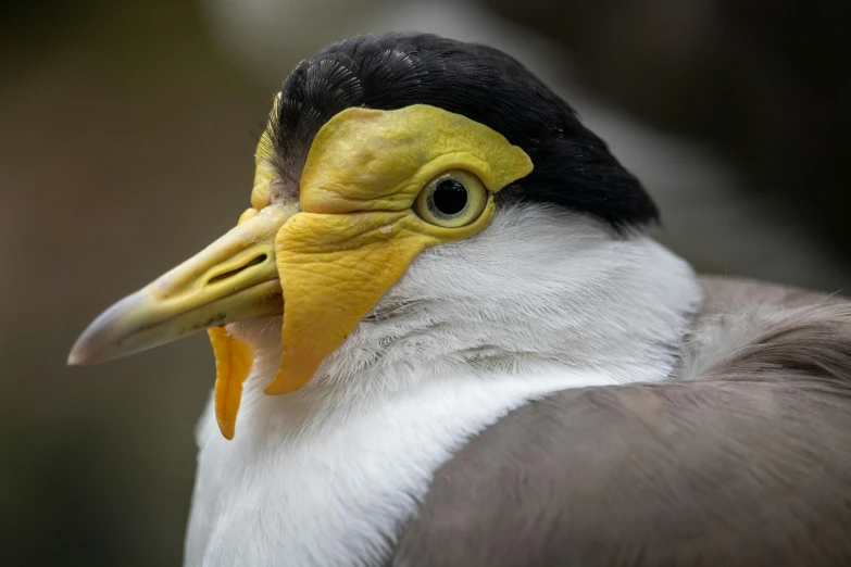 a close up of a bird with a yellow beak, by John Gibson, pexels contest winner, hurufiyya, flat triangle - shaped head, 🦩🪐🐞👩🏻🦳, museum quality photo, high resolution photo