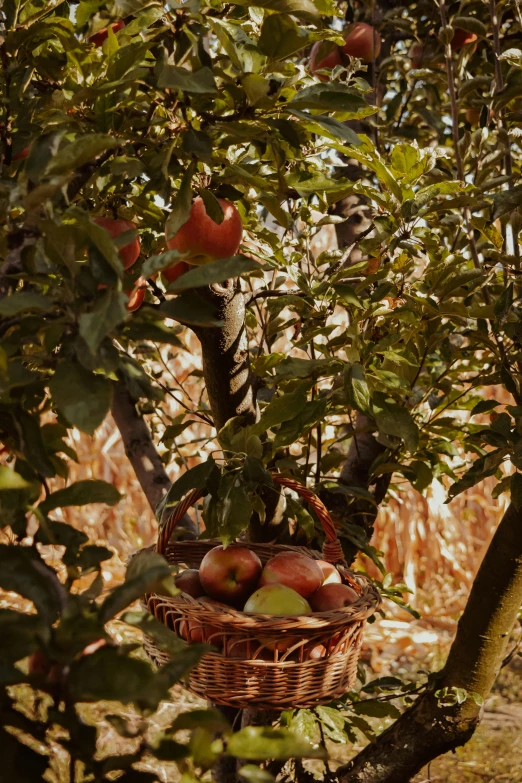 a basket of apples hanging from a tree, by Elsa Bleda, unsplash, renaissance, 2 5 6 x 2 5 6 pixels, panoramic shot, chile, low quality photo