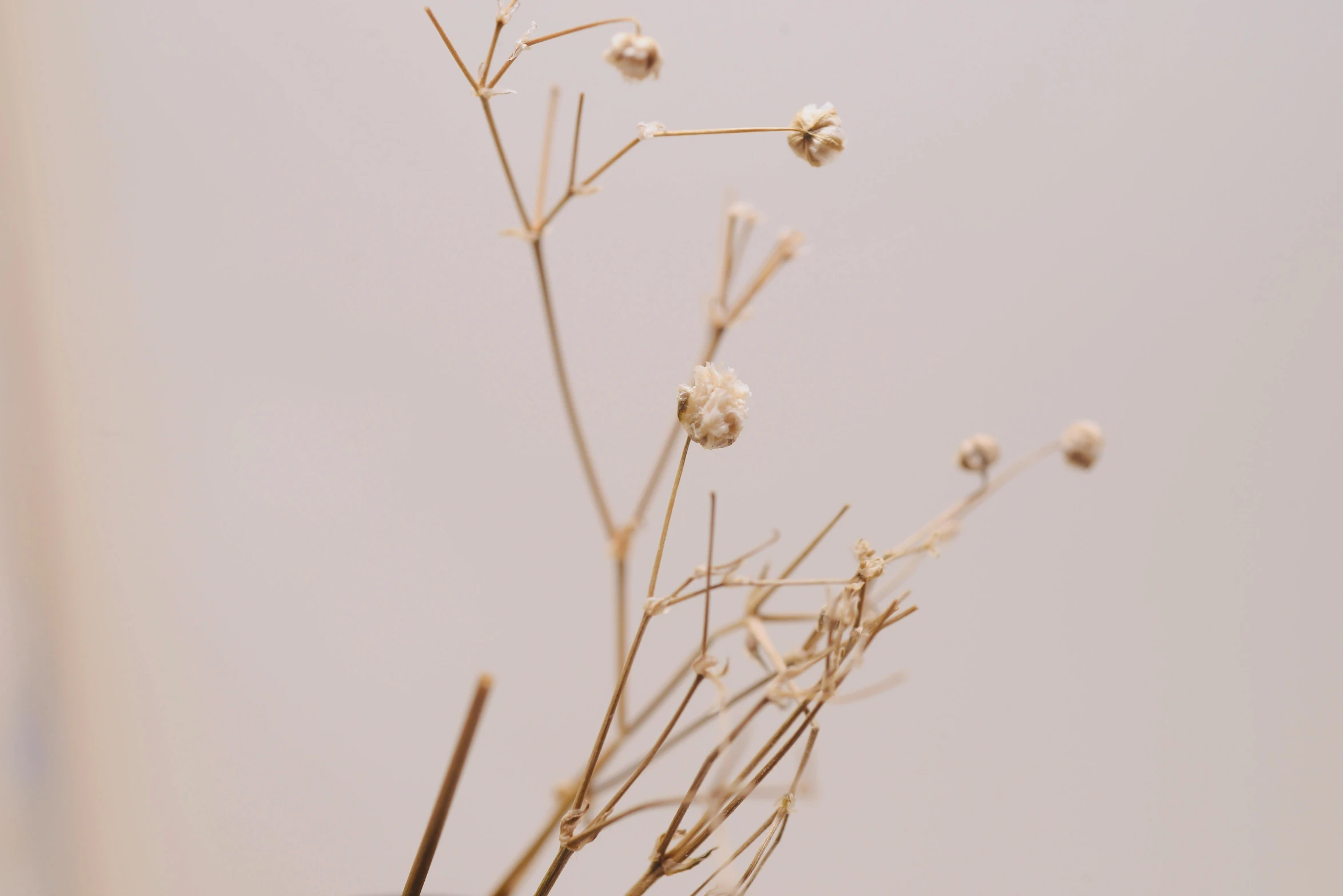 a close up of a flower in a vase, by Emma Andijewska, unsplash, conceptual art, pale pink grass, made of dried flowers, tall thin, tiny sticks