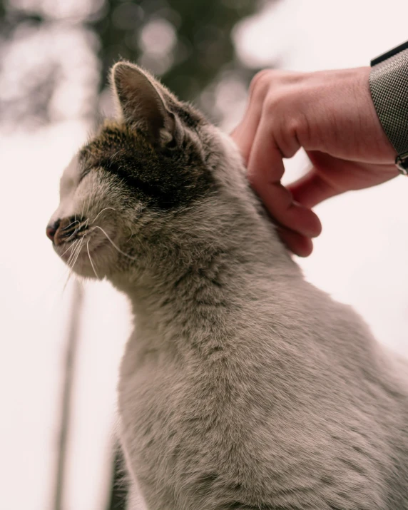 a close up of a person petting a cat, white neck visible, with snow on its peak, left ear, lgbtq