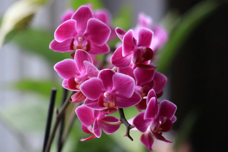 a close up of a plant with pink flowers, moth orchids, highly polished, purple and scarlet colours, sugar glider