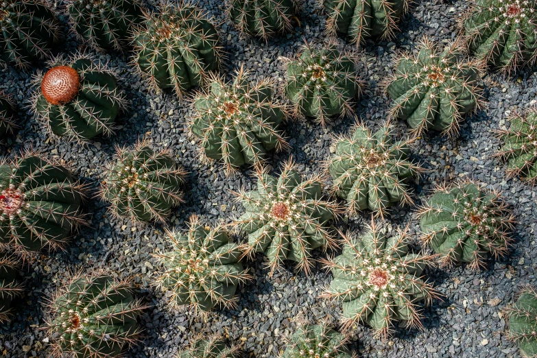 a close up of a bunch of cactus plants, by Jan Tengnagel, land art, top - down photograph, premium prints available, tesselation, quixel megascans