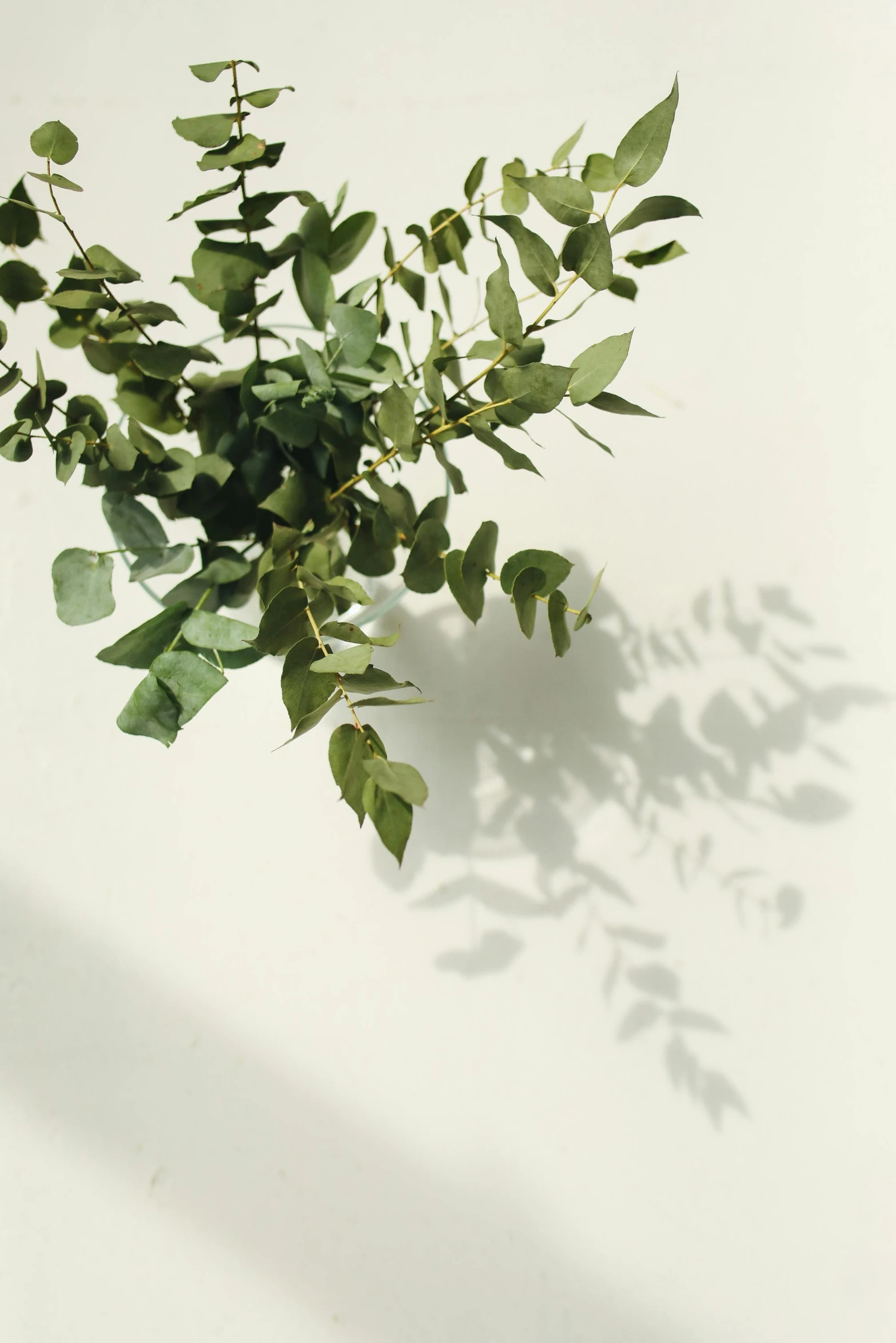 a green plant sitting on top of a white table, inspired by Ceferí Olivé, trending on pexels, shadows from trees, eucalyptus, light scatter, plant specimens