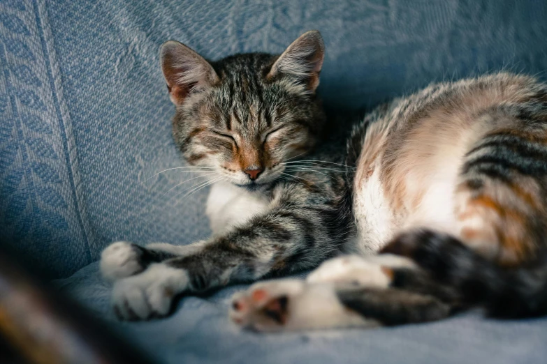 a cat that is laying down on a couch, cat sleeping, from waist up, quick witted