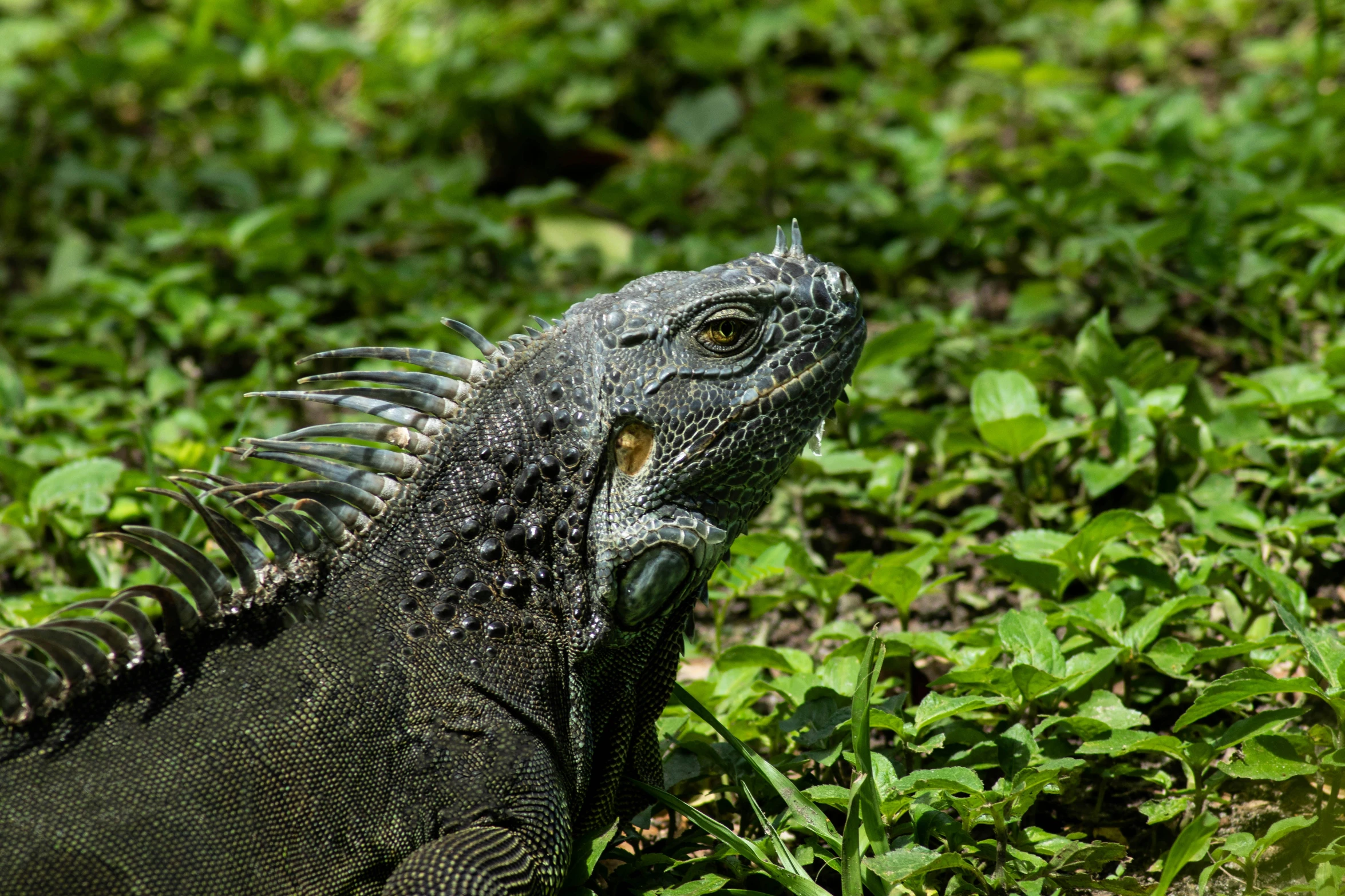 a large lizard sitting on top of a lush green field, by Carey Morris, pexels contest winner, iguana, grey, avatar image, high detail shot