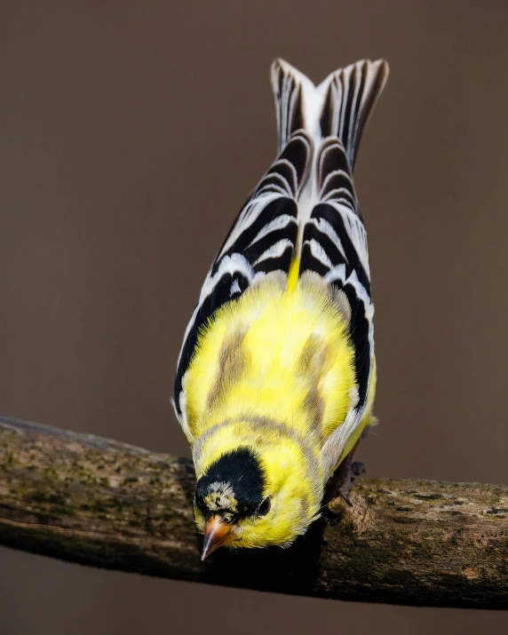 a yellow and black bird perched on a branch, looking exhausted, photoshopped, disrobed, small blond goatee