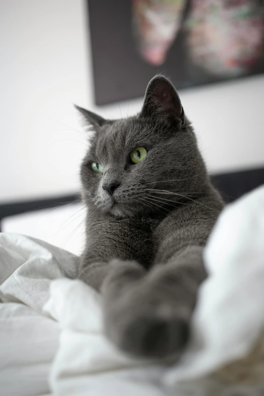 a gray cat laying on top of a bed, pexels contest winner, ridiculously handsome, sfw, #green, large)}]