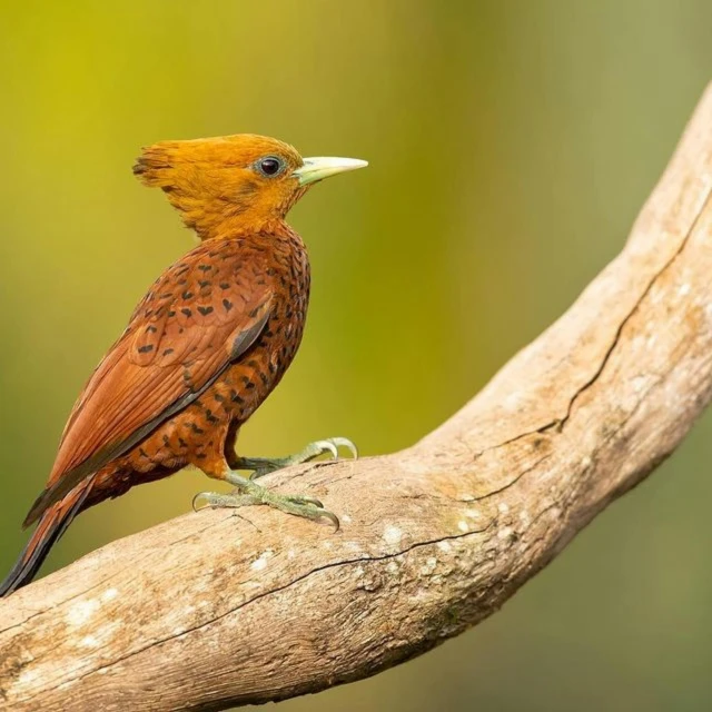 a close up of a bird on a branch, sumatraism, thumbnail, brown:-2, traveller, small