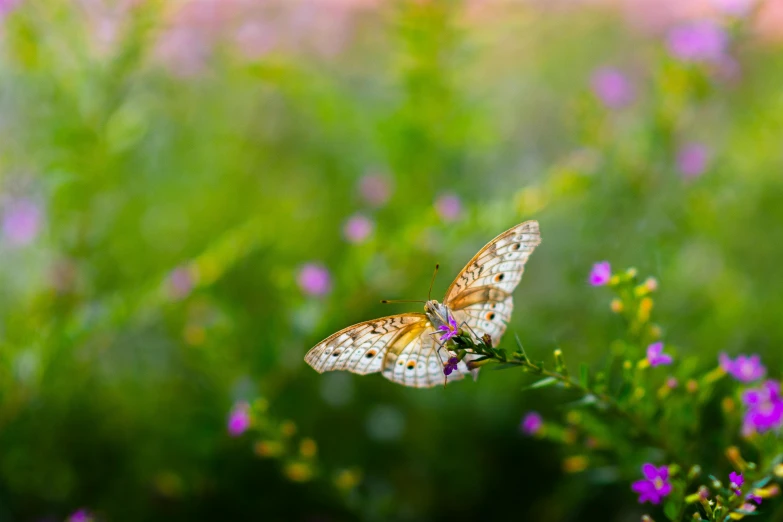 a butterfly that is sitting on a flower, by Matthias Weischer, fan favorite, speckled, bokeh filter, pink white and green
